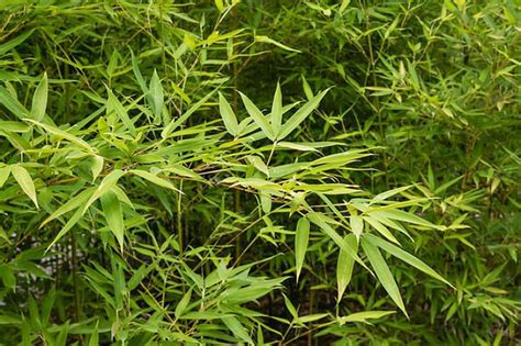 竹子開花的惡兆|「竹子開花，必有異象」，竹子開花真的是「災難」的。